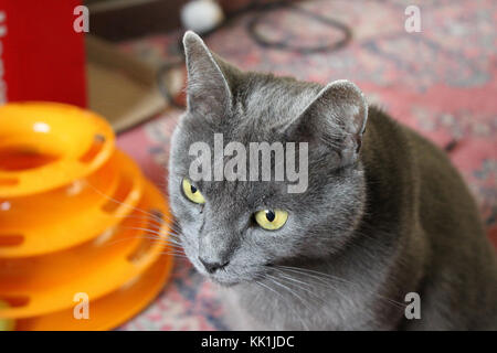 Russian Blue cat in thoughtful mode, sitting by one of his favourite toys. Credit: Robert Slater Stock Photo