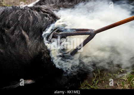 Cow or steer being branded on the rump with a hot fire heated branding iron amidst a cloud of smoke to apply an identifying mark to the hide Stock Photo