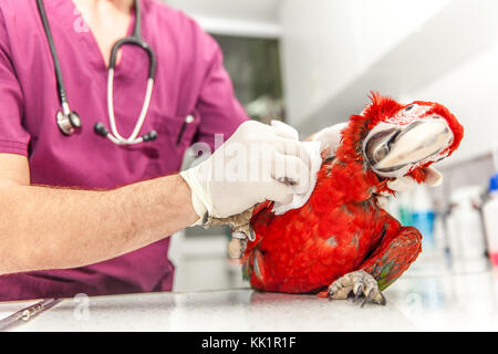 vet doing a clinical examination to a macaw Stock Photo