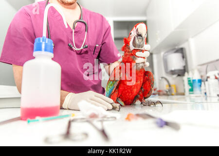 vet doing a clinical examination to a macaw Stock Photo