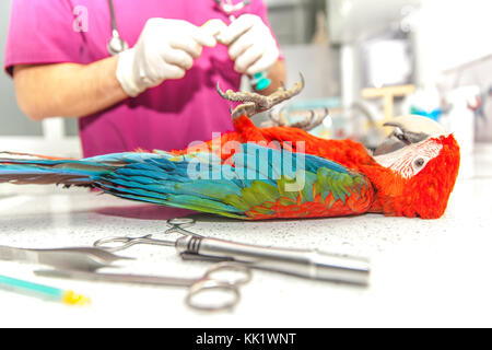 vet doing a clinical examination to a macaw Stock Photo