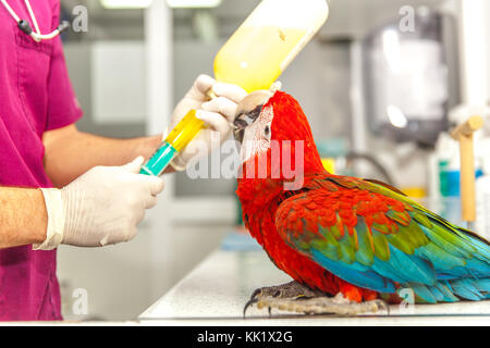 vet doing a clinical examination to a macaw Stock Photo