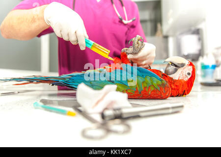 vet doing a clinical examination to a macaw Stock Photo