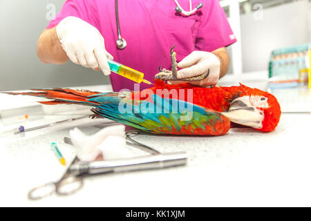 vet doing a clinical examination to a macaw Stock Photo