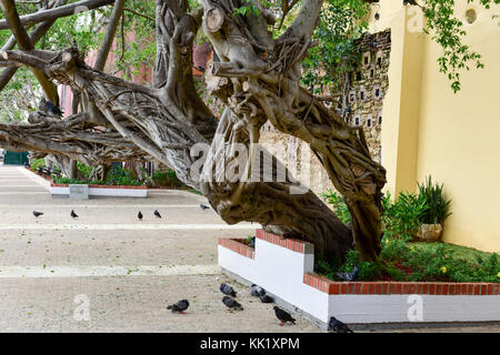 Parque De Las Palomas, Pigeon Park in Old San Juan, Puerto Rico. Stock Photo