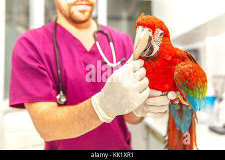 vet doing a clinical examination to a macaw Stock Photo