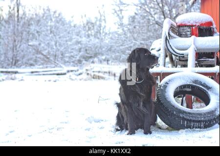 black dog in winter beside red tractor and barn Stock Photo