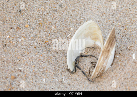 open shell found on an Southampton ocean beach in southampton, ny Stock Photo
