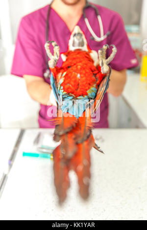 vet doing a clinical examination to a macaw Stock Photo