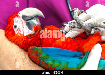 vet doing a clinical examination to a macaw Stock Photo