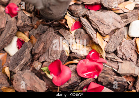 Landscape bark and hardwood chips are often used around flowerbeds, trees and shrubs as a mulch material. They add a decorative touch to landscape Stock Photo