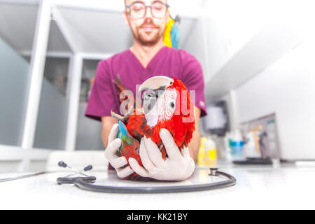 vet doing a clinical examination to a macaw Stock Photo