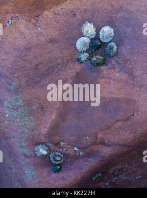 LAPA - LIMPET (Patella aspera), San Julian beach, Liendo, Cantabrian sea, Montaña Oriental Costera, Cantabria, Spain, Europe Stock Photo