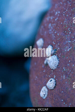 LAPA - LIMPET (Patella aspera), San Julian beach, Liendo, Cantabrian sea, Montaña Oriental Costera, Cantabria, Spain, Europe Stock Photo