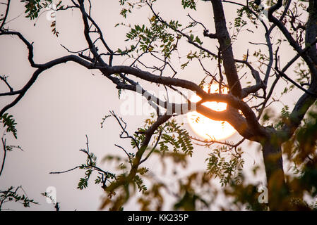 Close up tree branches with setting sun behind Stock Photo