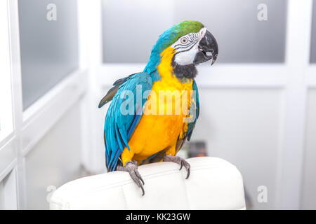 vet doing a clinical examination to a macaw Stock Photo