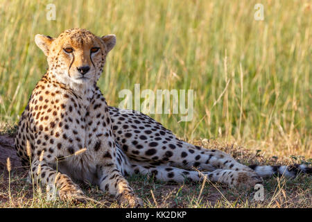 Cheetah lying in the grass and looking at the camera Stock Photo