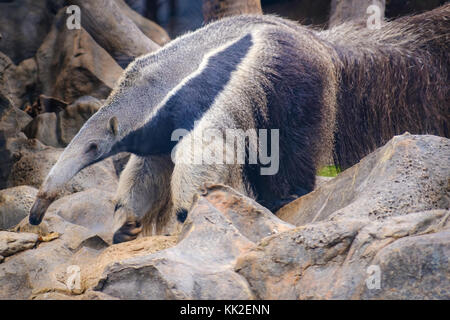 anteater (Myrmecophaga tridactyla), also known as the ant bear. Wildlife animal