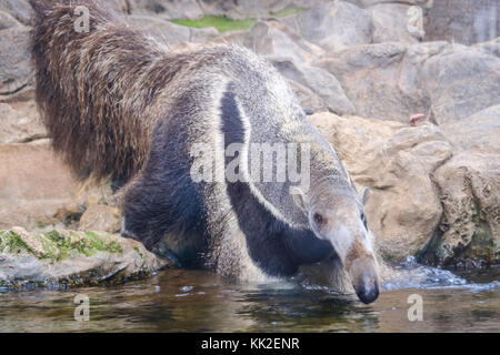 Giant anteater (Myrmecophaga tridactyla), also known as the ant bear. Wildlife animal Stock Photo