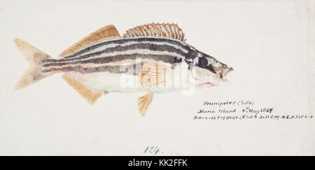 Southern Pacific fishes illustrations by F.E. Clarke 15 Stock Photo