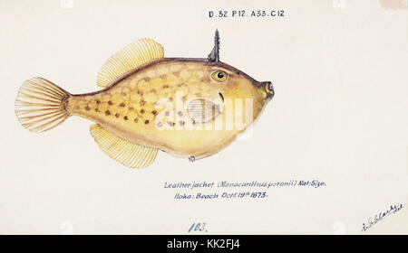 Southern Pacific fishes illustrations by F.E. Clarke 69 Stock Photo