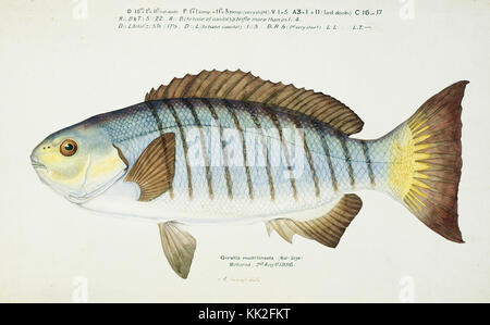 Southern Pacific fishes illustrations by F.E. Clarke 103 Stock Photo