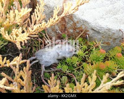 Dead field mouse in the garden lies on the back Stock Photo