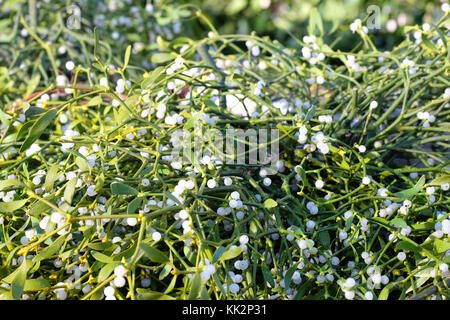 Burford House, Tenbury Wells, Worcestershire - Tuesday 28th November 2017 - The first Christmas Holly and Mistletoe auction of the season. Mistletoe auctions have been held in Tenbury Wells for over 160 years. Best prices will be fetched by those bundles with plenty of white berries. Photo Steven May / Alamy Live News Stock Photo