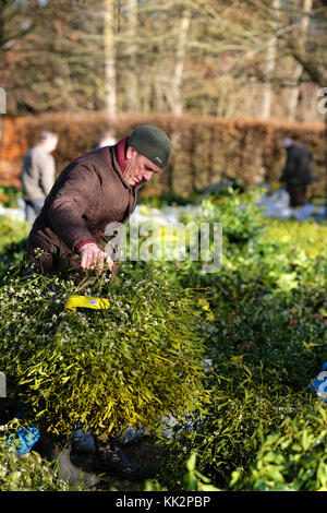 Burford House, Tenbury Wells, Worcestershire - Tuesday 28th November 2017 - The first Christmas Holly and Mistletoe auction of the season. Mistletoe auctions have been held in Tenbury Wells for over 160 years. A buyer inspects the bundles of mistletoe before bidding begins. Photo Steven May / Alamy Live News Stock Photo