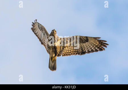 Common Buzzard (Buteo buteo) flying in Autumn in Arundel, West Sussex, England, UK. Stock Photo