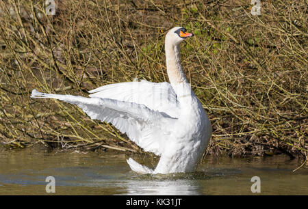 Adult White Mute Swan (Cygnus olor) standing on water stretching it's wings out in Autumn in the UK. Stock Photo