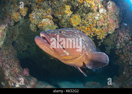 Male dusky grouper - Epinephelus marginatus- hovers on a rock ledge at a dive site called Baja Bacarones El Hierro, Canary Islands. Stock Photo