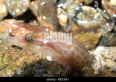 Shore clingfish (Lepadogaster lepadogaster), also a Cornish sucker on a stone in a rock pool off the tip of Lizard Point, Cornwall, UK. Stock Photo