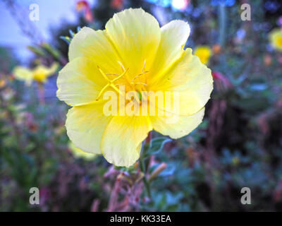 single night candle flower Stock Photo