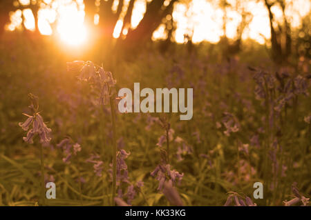 English bluebells, Dorset Stock Photo