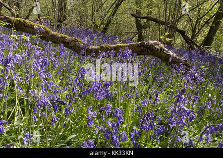 English bluebells, Dorset Stock Photo