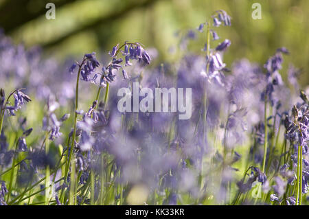 English bluebells, Dorset Stock Photo