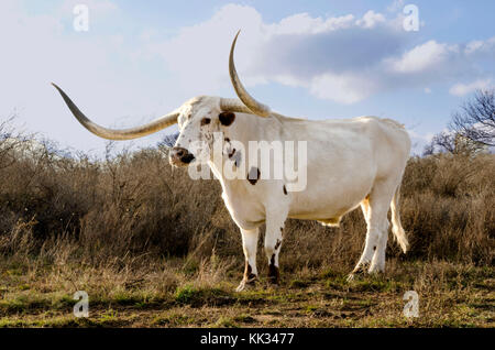 A Texas Long horn bull roams the Texas open range Stock Photo