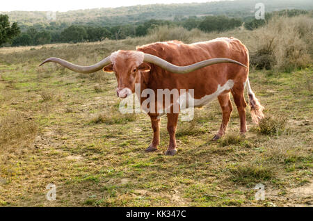 A Texas Long horn bull roams the Texas open range Stock Photo