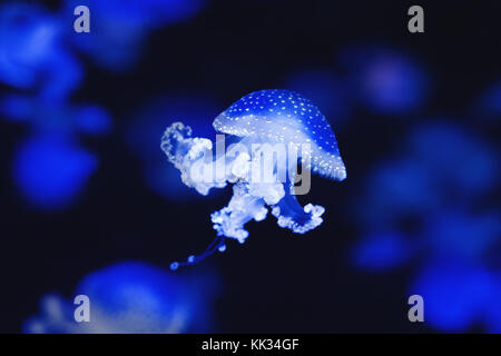 jellyfish , white spotted jellyfish on black background Stock Photo