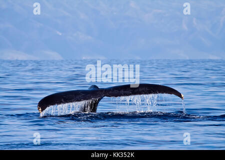 Humpback whale tail while on a whale watch in Lahaina on Maui. Stock Photo
