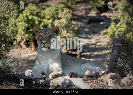 Tired lion in the Kruger National Park, South Africa Stock Photo