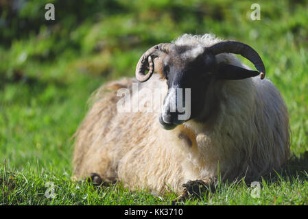 Sheep resting on the grass in clear daylight Stock Photo