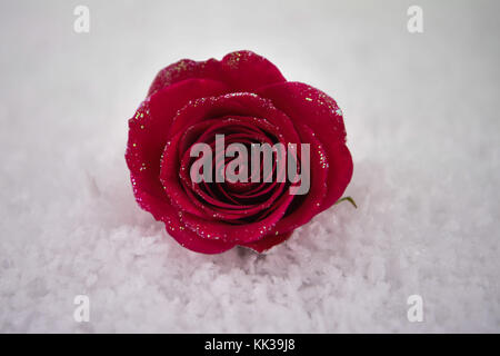 romantic Valentine winter season photography image of red rose flower laid in snow and taken in West Sussex on the South coast of England UK Stock Photo