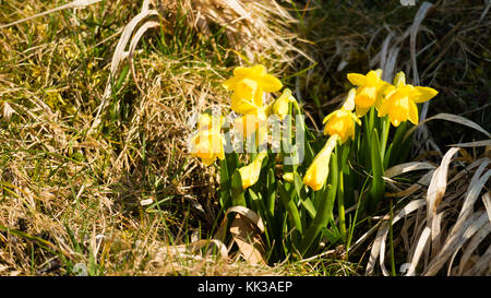 Sunshine on Easter flowers, Narcissus, Spring, Sunshine. Stock Photo