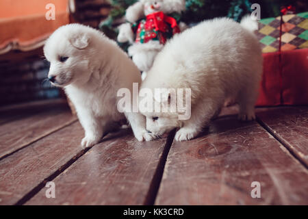 Cute samoed puppies near a Christmas tree. New Year. Stock Photo