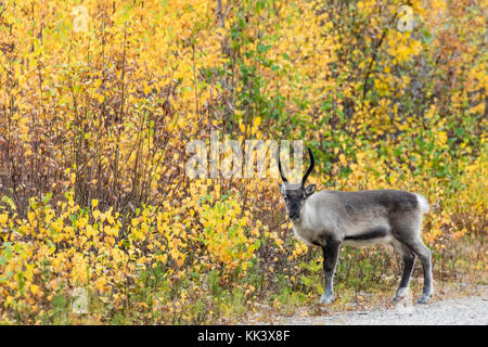Reindeer in autumn landscape, looking in to the camera, Gällivare, Swedish Lapland, Sweden