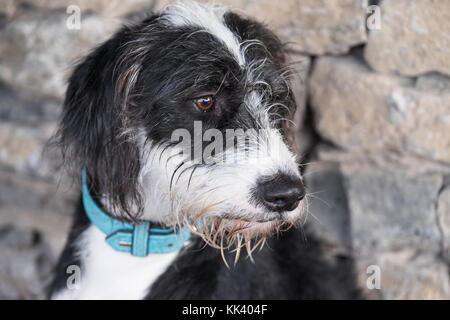 scruffy dog clipart black