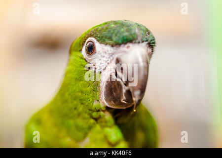 vet doing a clinical examination to a macaw Stock Photo