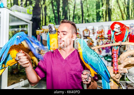 vet doing a clinical examination to a macaw Stock Photo